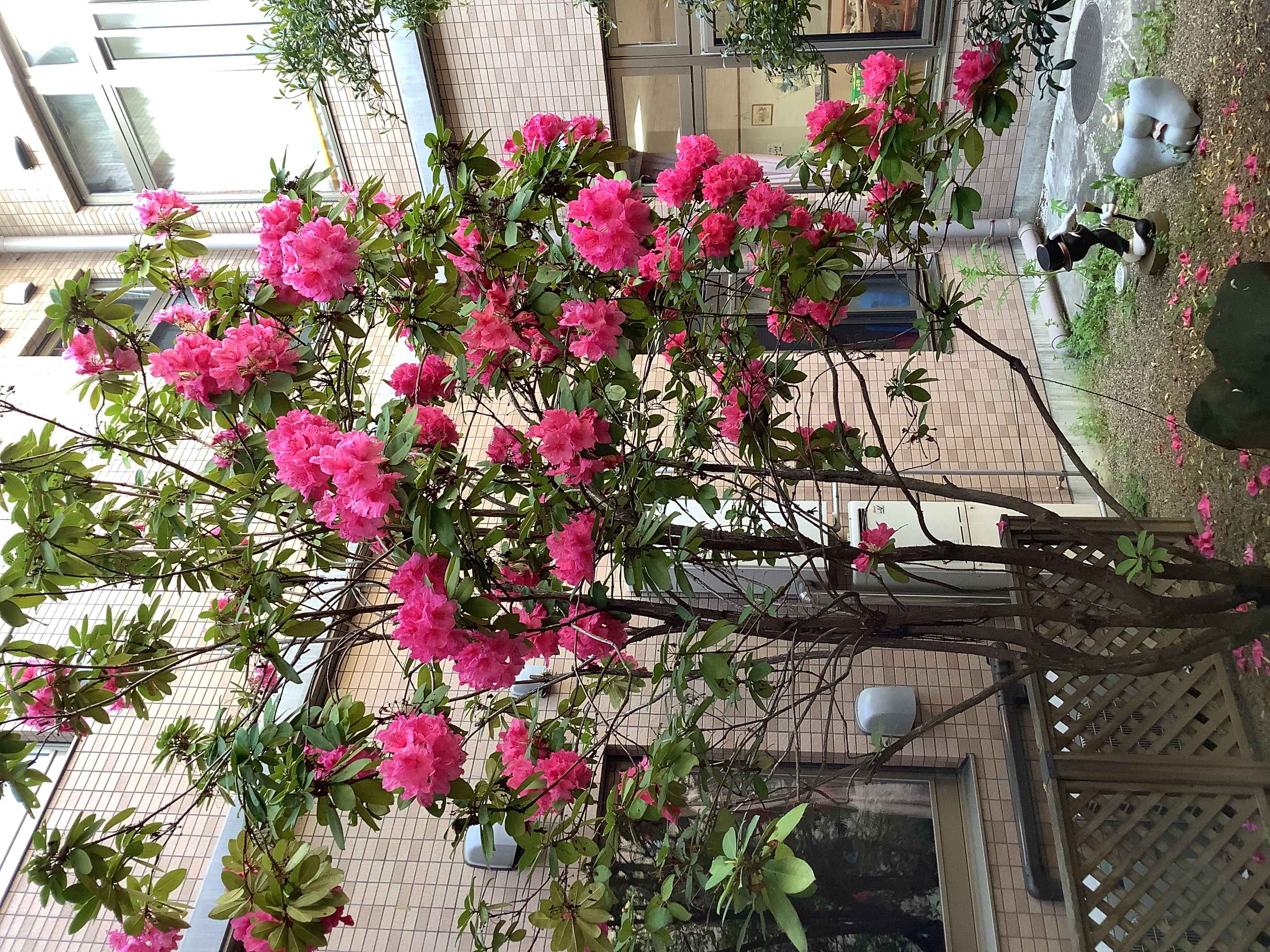 高嶺の花」（シャクナゲ：石楠花）が咲きましたよ - 社会福祉法人 笑風会