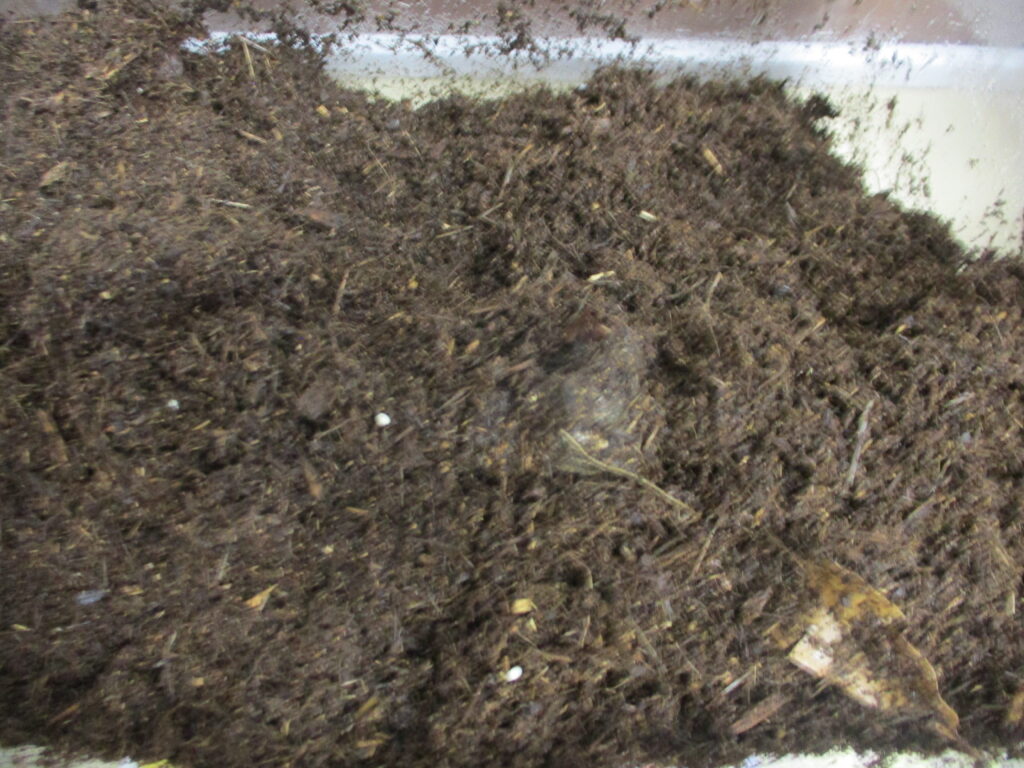 🌳カブトムシ日記③🌳