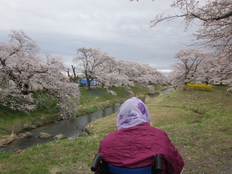 お花見🌸ツアー